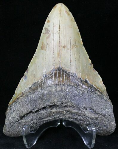Megalodon Tooth - North Carolina #21702